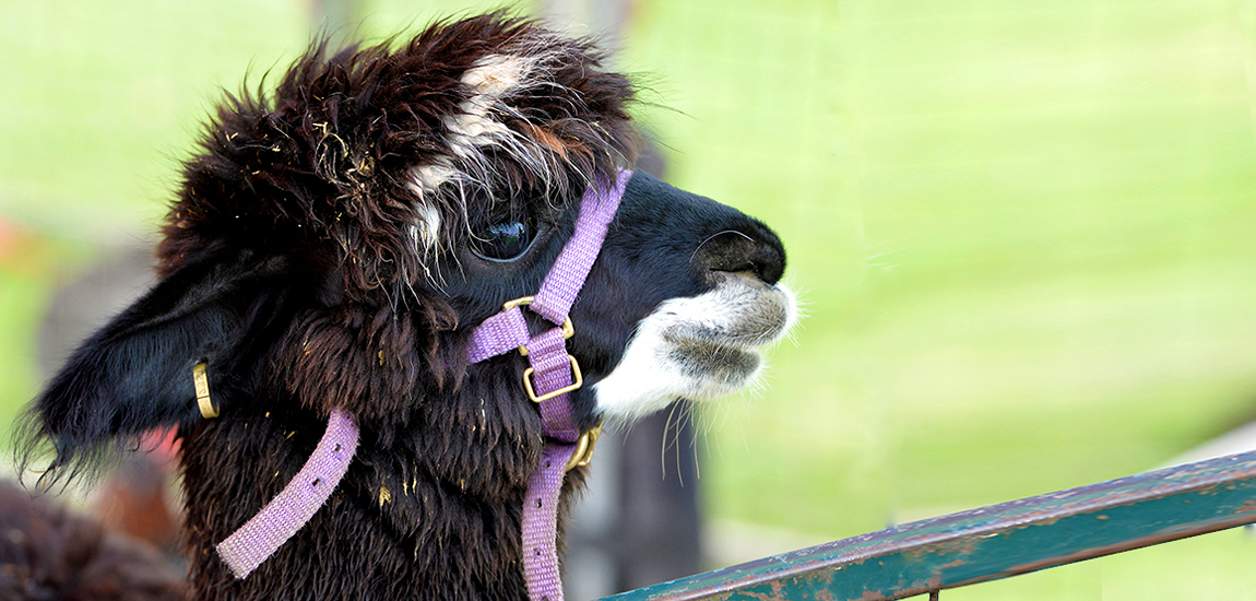 Muresk Institute: WA's skills hub for modern agriculture